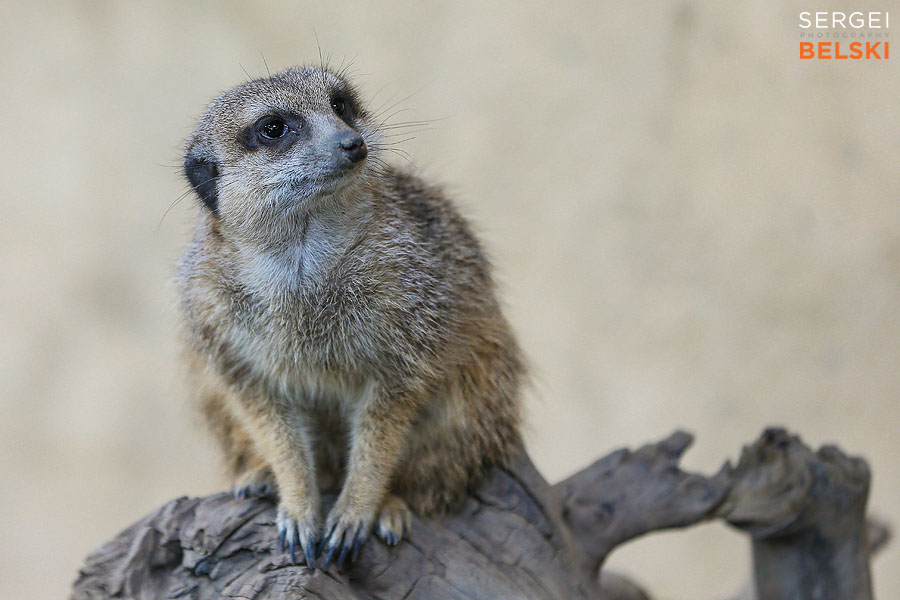 calgary zoo photographer sergei belski photo