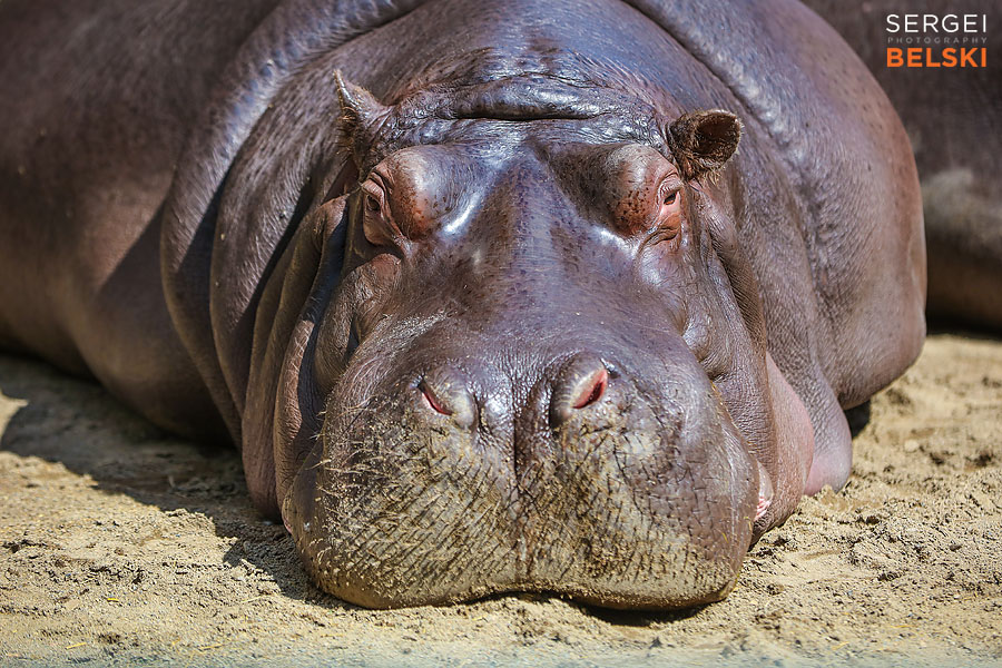calgary zoo photographer sergei belski photo