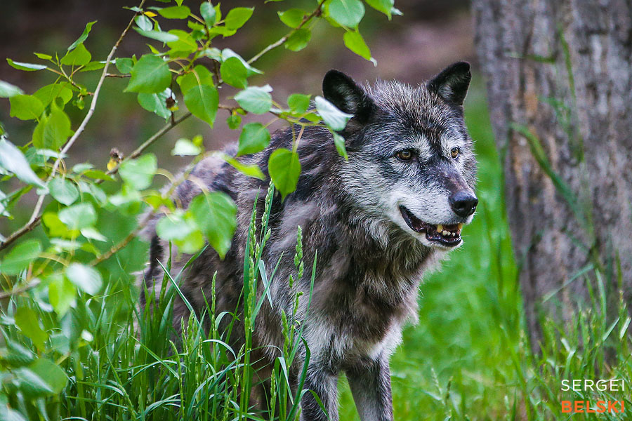 calgary zoo photographer sergei belski photo
