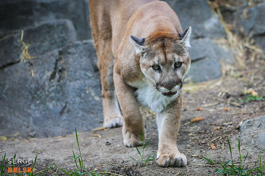 calgary zoo photographer sergei belski photo
