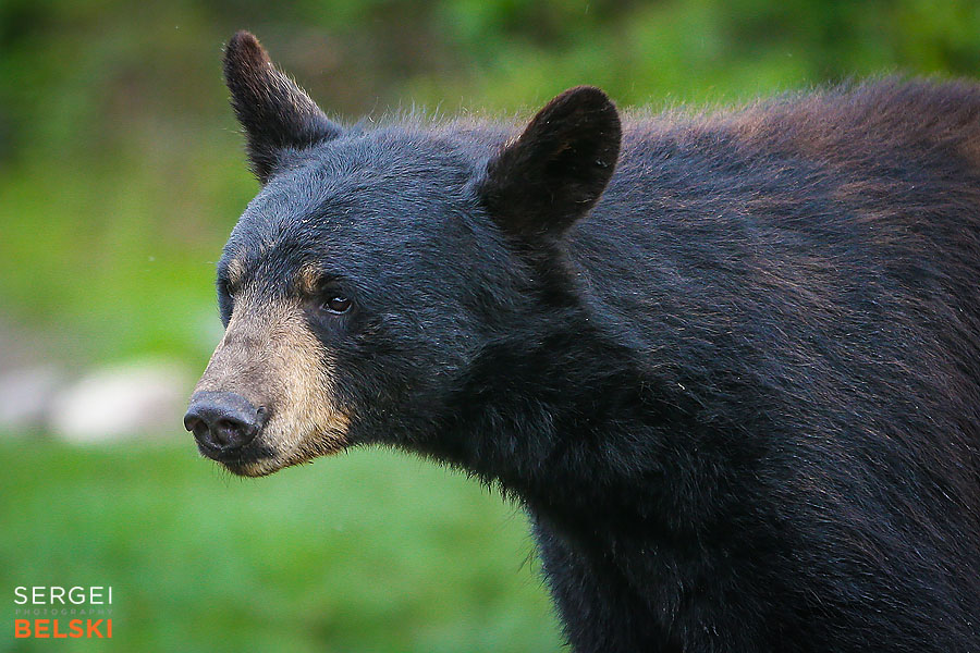 calgary zoo photographer sergei belski photo