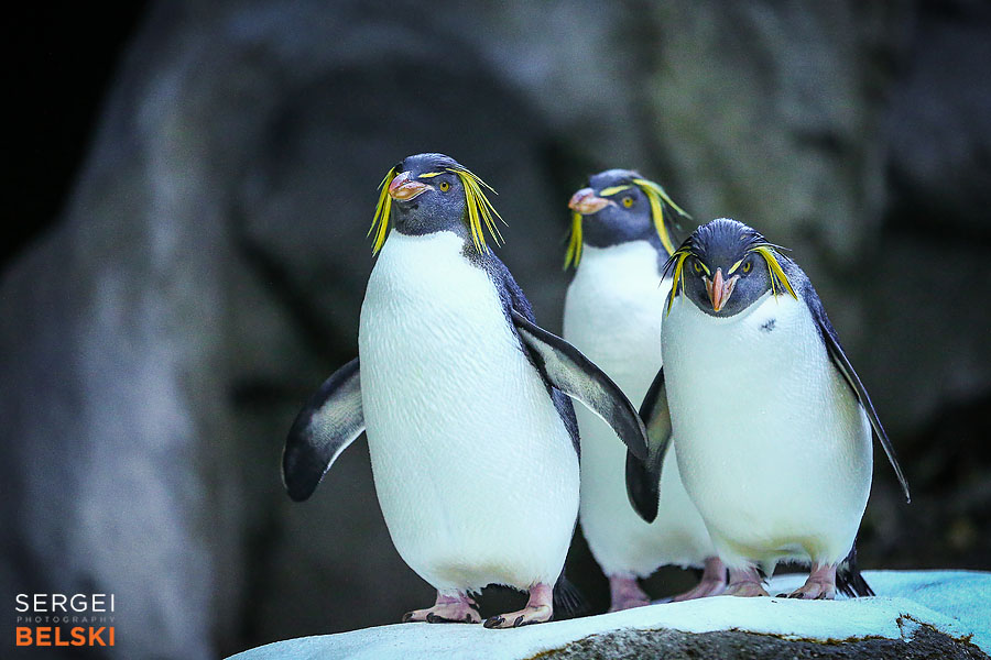 calgary zoo photographer sergei belski photo