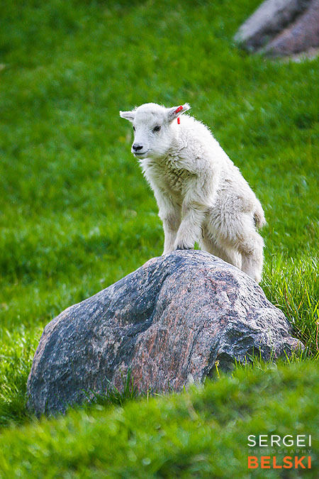 calgary zoo photographer sergei belski photo