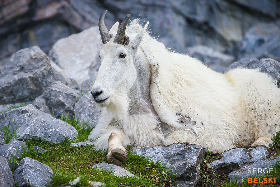 calgary zoo photographer sergei belski photo