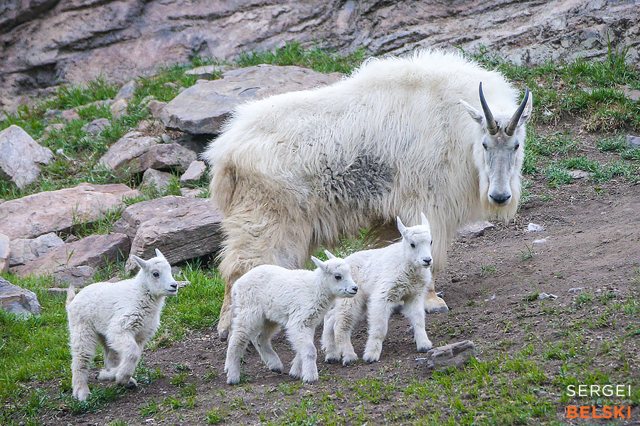 calgary zoo photographer sergei belski photo