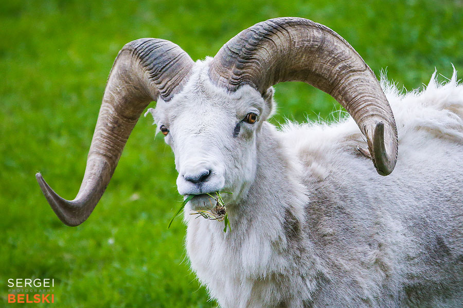 calgary zoo photographer sergei belski photo