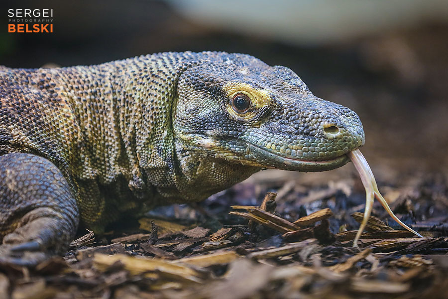 calgary zoo photographer sergei belski photo