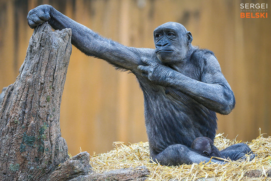 calgary zoo photographer sergei belski photo