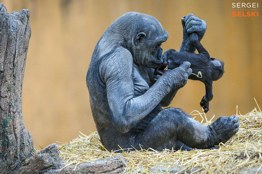 calgary zoo photographer sergei belski photo