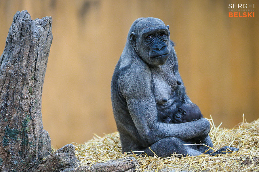 calgary zoo photographer sergei belski photo