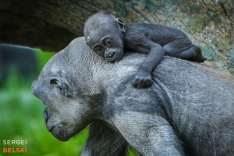 calgary zoo photographer sergei belski photo