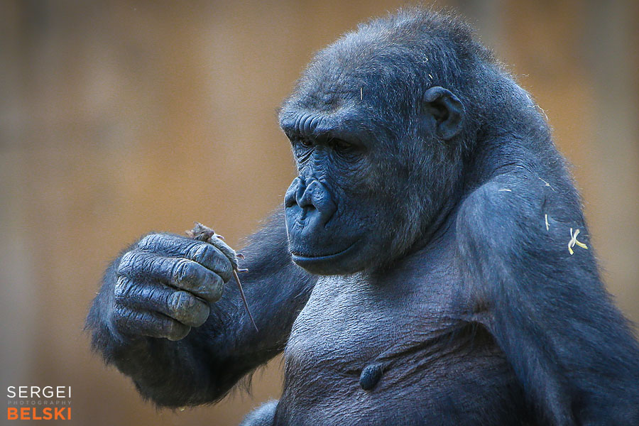 calgary zoo photographer sergei belski photo