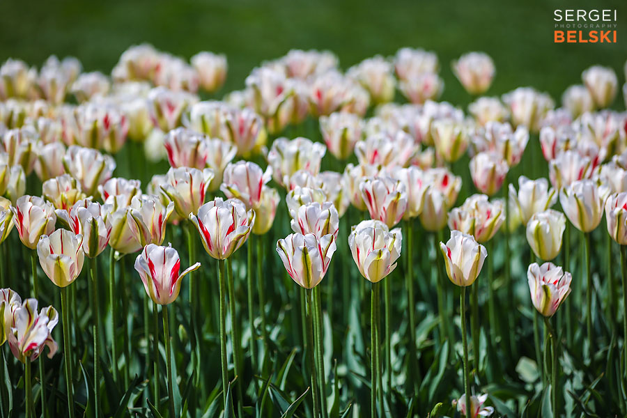 calgary zoo photographer sergei belski photo