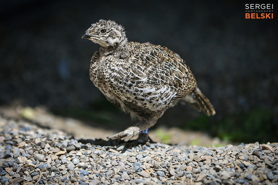 calgary zoo photographer sergei belski photo