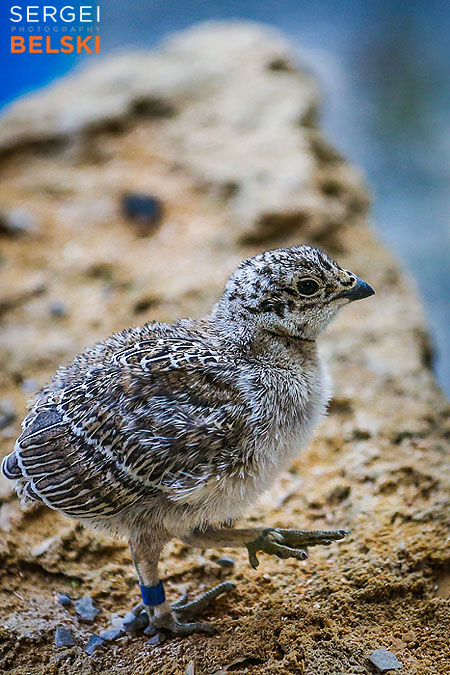 calgary zoo photographer sergei belski photo
