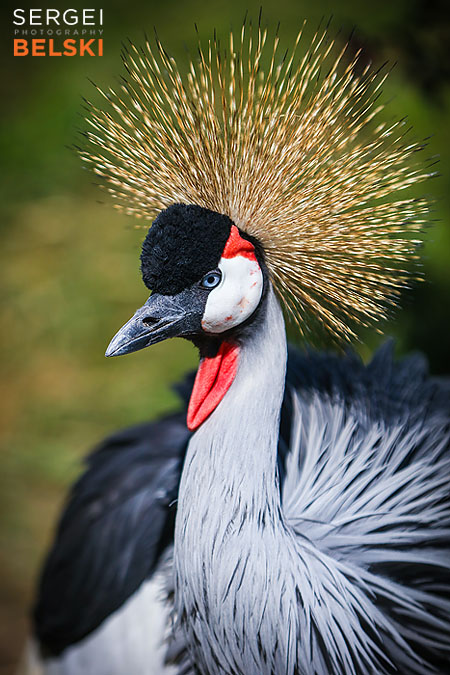 calgary zoo photographer sergei belski photo