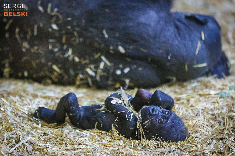 calgary zoo photographer sergei belski photo