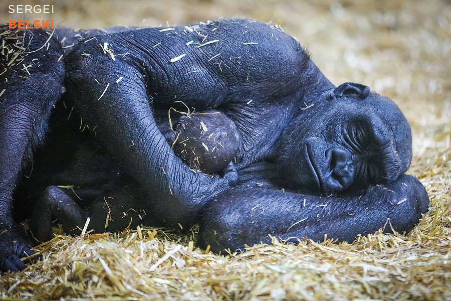 calgary zoo photographer sergei belski photo