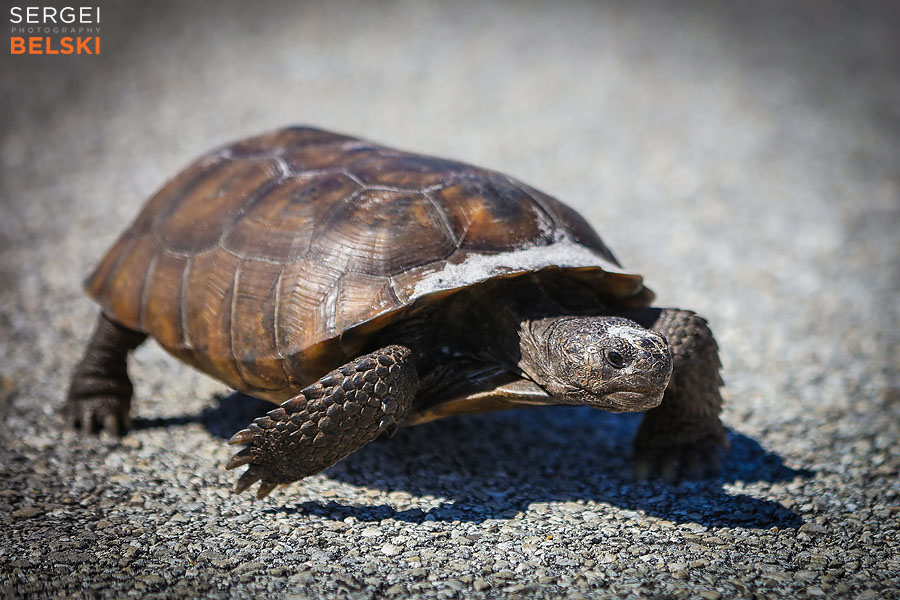 florida vacation family travel photographer sergei belski photo