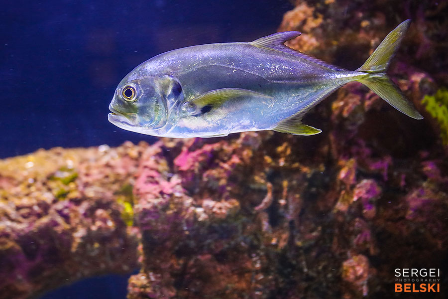 florida vacation family travel photographer sergei belski photo