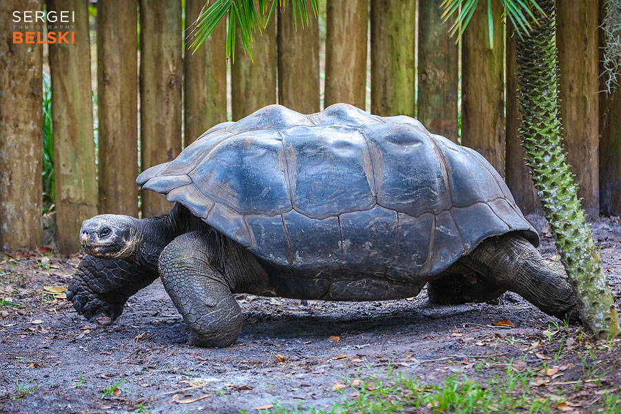 florida vacation family travel photographer sergei belski photo