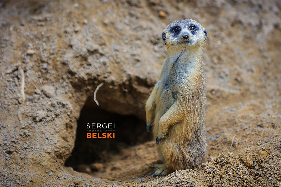 florida vacation family travel photographer sergei belski photo