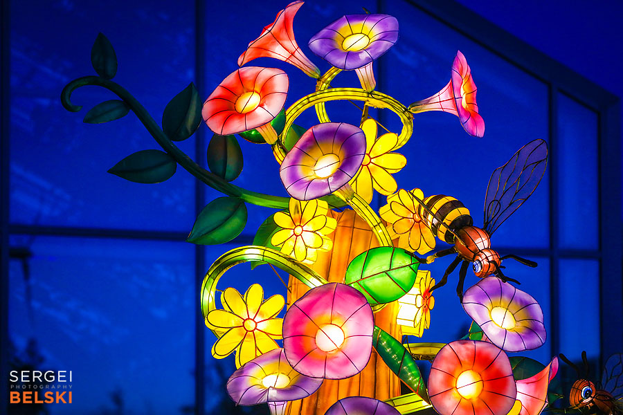 calgary zoo illuminasia event photographer sergei belski photo