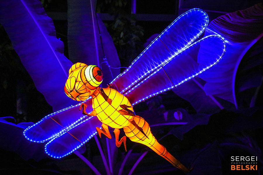 calgary zoo illuminasia event photographer sergei belski photo