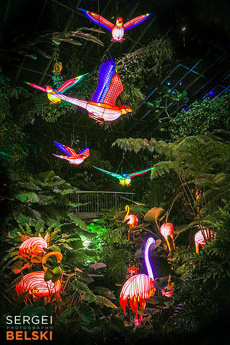 calgary zoo illuminasia event photographer sergei belski photo