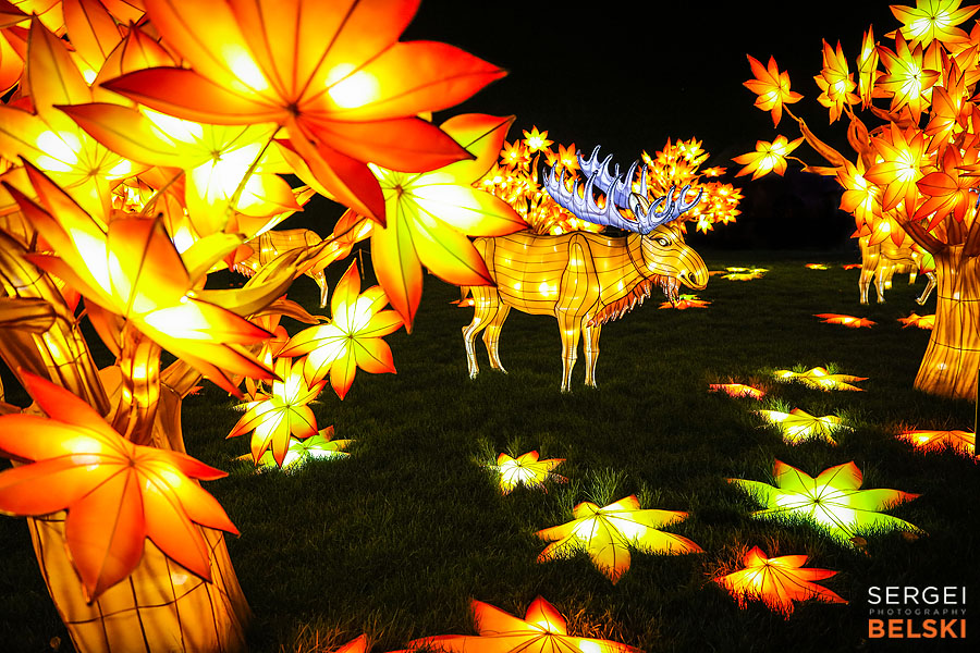 calgary zoo illuminasia event photographer sergei belski photo