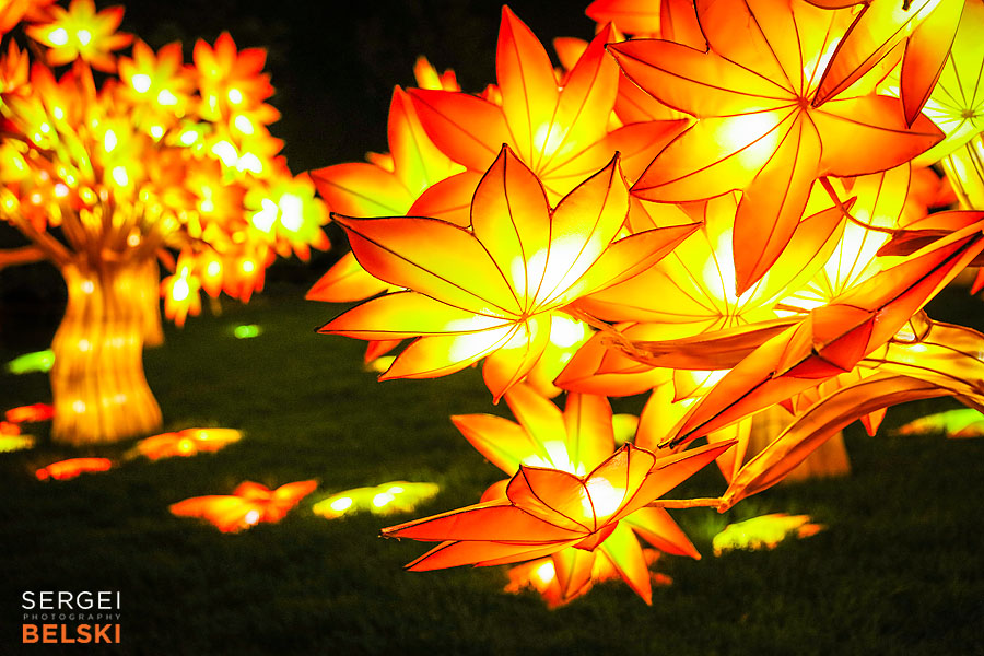 calgary zoo illuminasia event photographer sergei belski photo