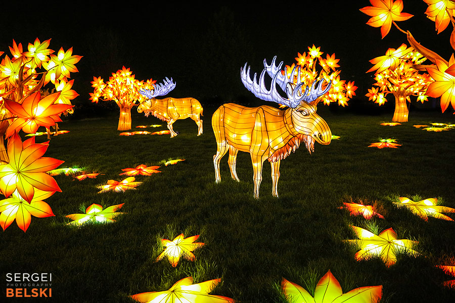 calgary zoo illuminasia event photographer sergei belski photo