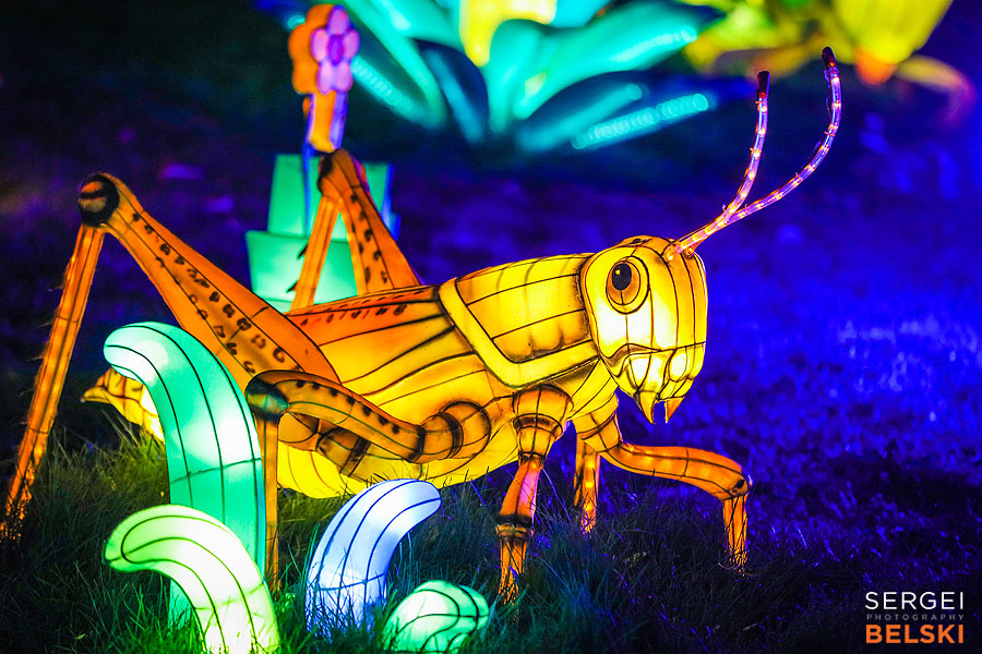 calgary zoo illuminasia event photographer sergei belski photo