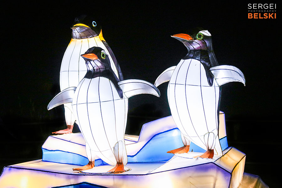 calgary zoo illuminasia event photographer sergei belski photo