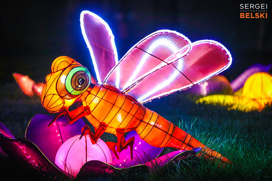 calgary zoo illuminasia event photographer sergei belski photo