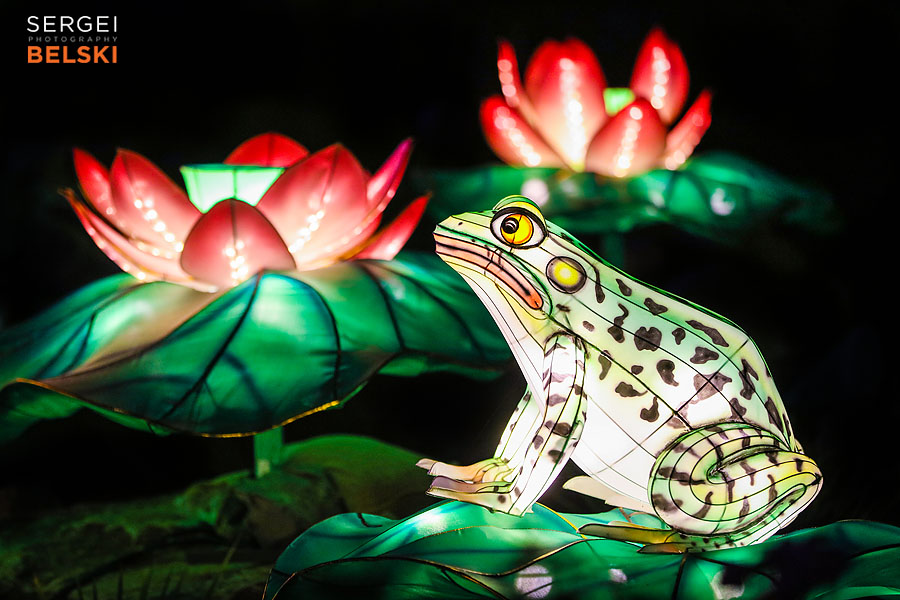 calgary zoo illuminasia event photographer sergei belski photo