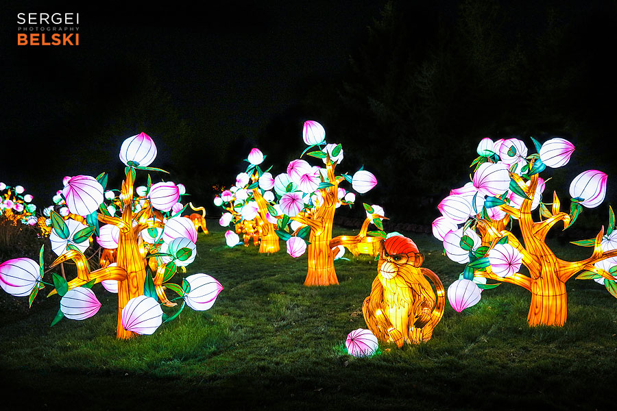 calgary zoo illuminasia event photographer sergei belski photo