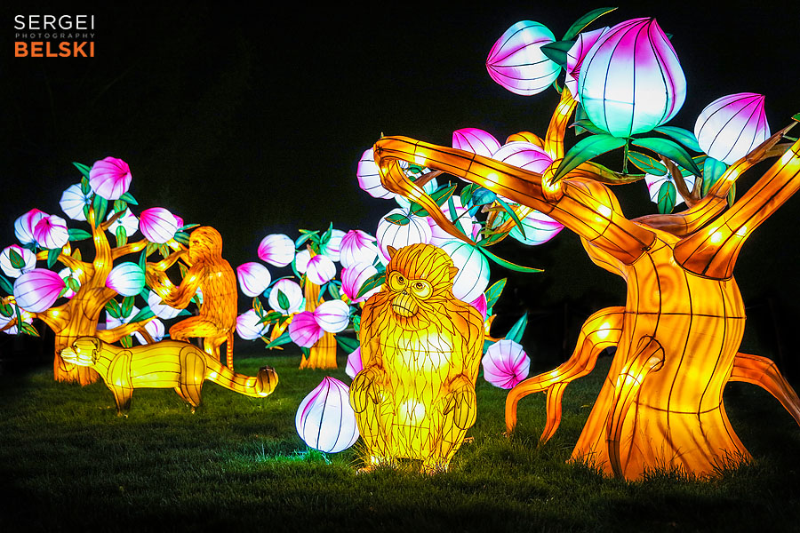 calgary zoo illuminasia event photographer sergei belski photo