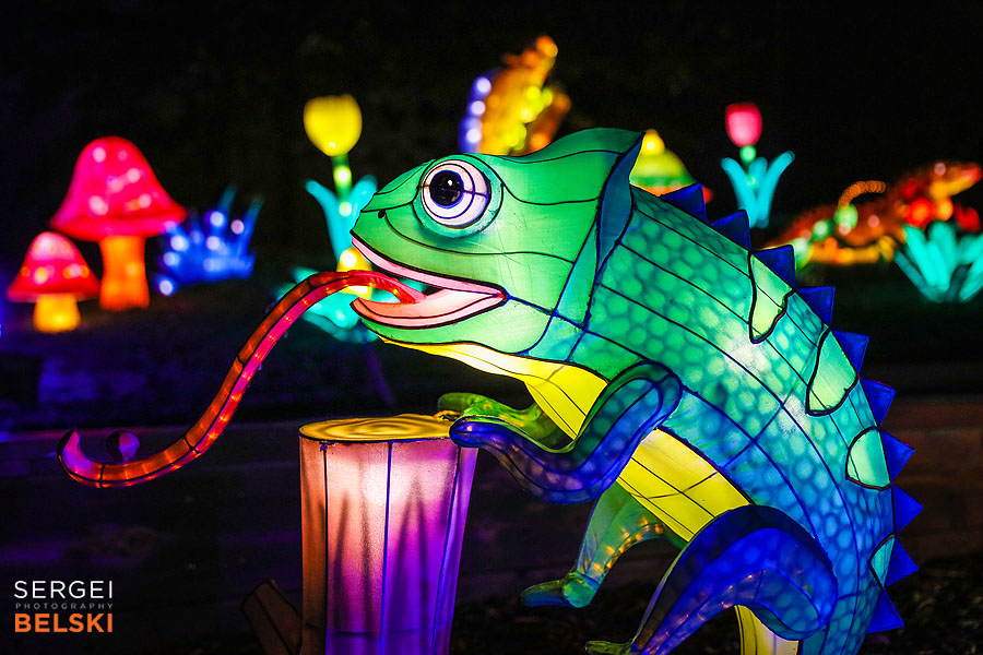 calgary zoo illuminasia event photographer sergei belski photo