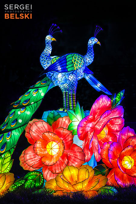 calgary zoo illuminasia event photographer sergei belski photo