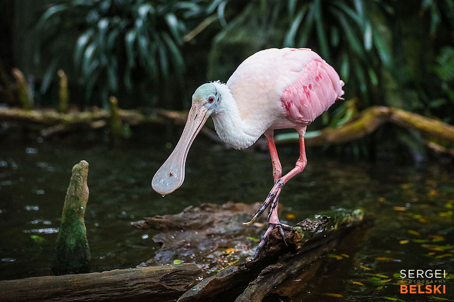 florida vacation family travel photographer sergei belski photo