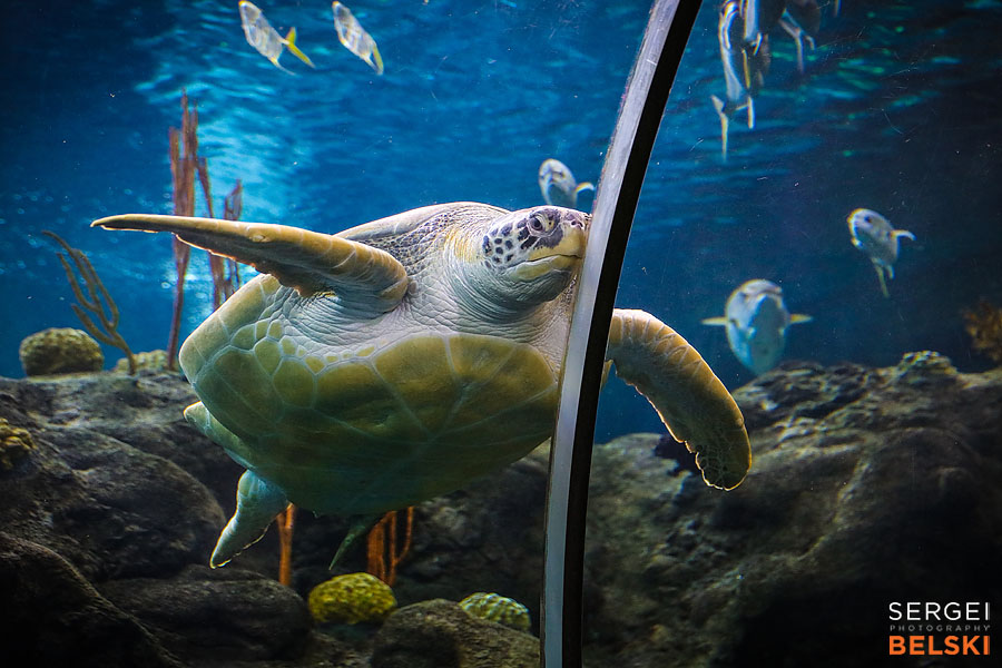 florida vacation family travel photographer sergei belski photo