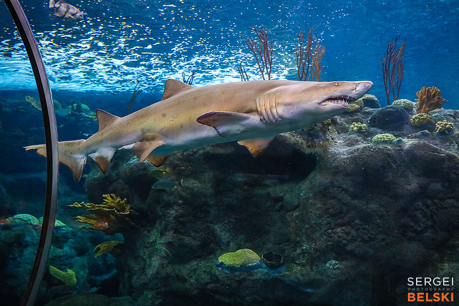 florida vacation family travel photographer sergei belski photo