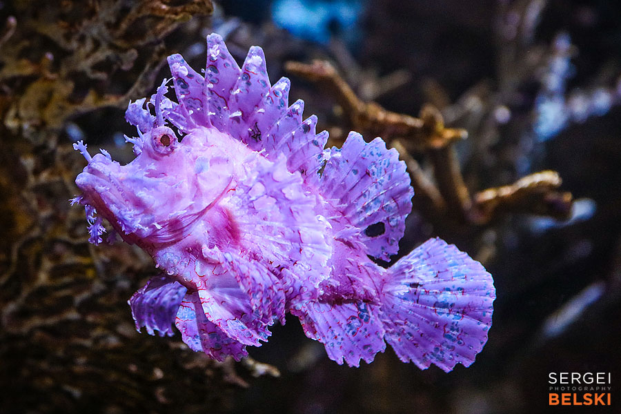 florida vacation family travel photographer sergei belski photo