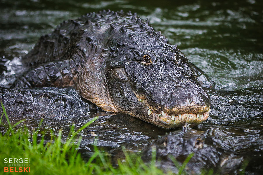 florida vacation family travel photographer sergei belski photo