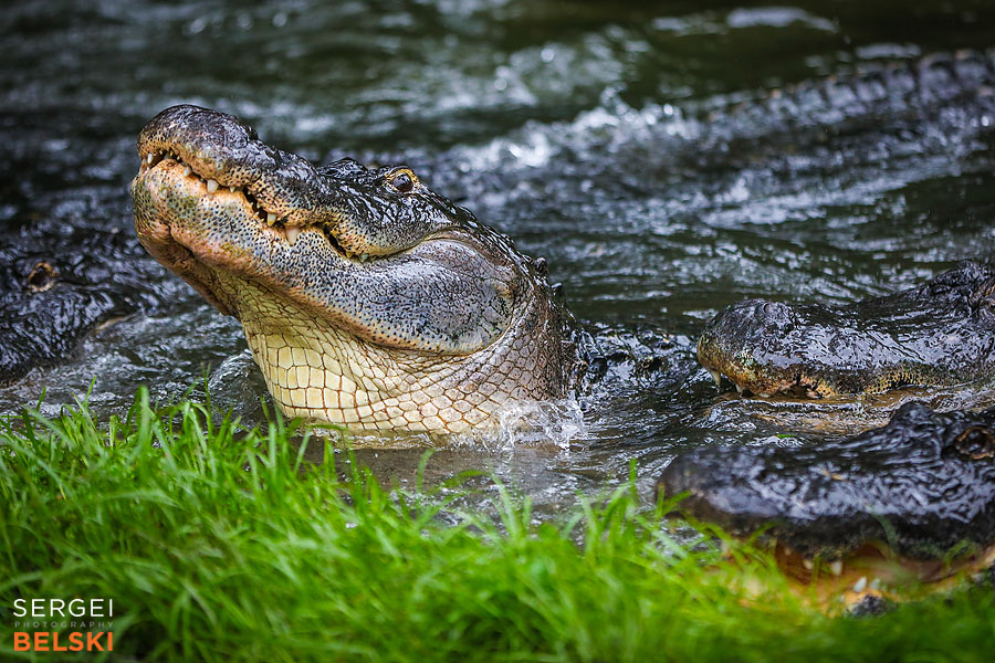 florida vacation family travel photographer sergei belski photo