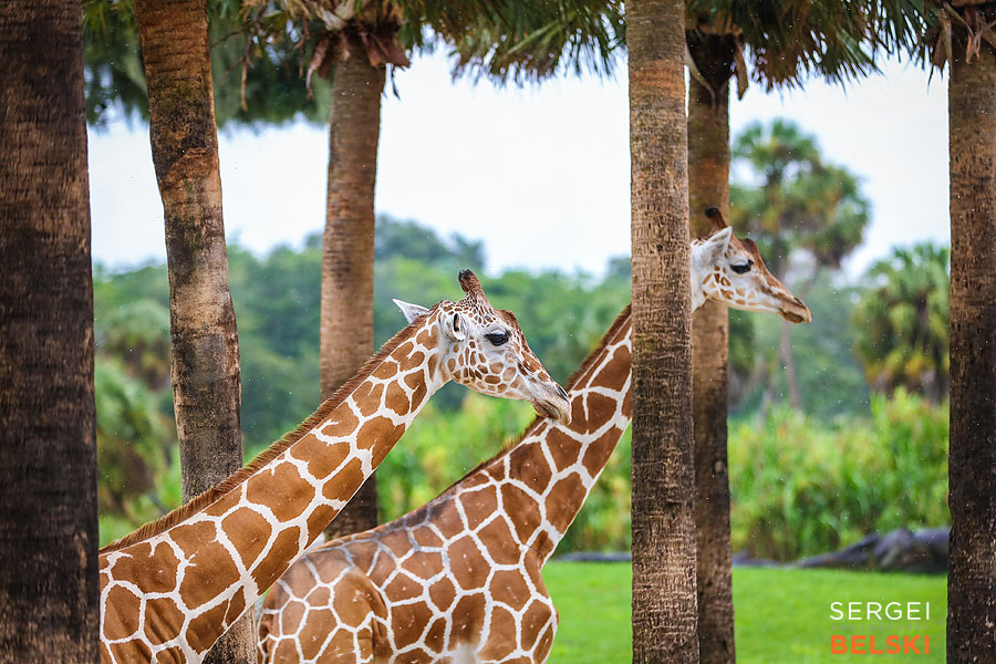 florida vacation family travel photographer sergei belski photo