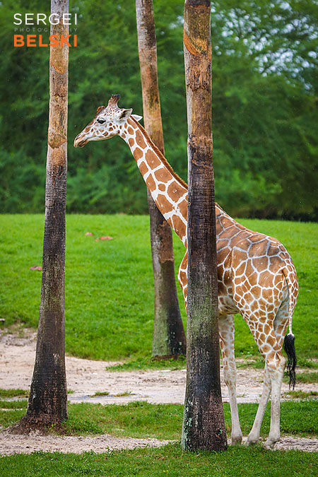 florida vacation family travel photographer sergei belski photo