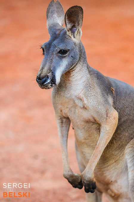 florida vacation family travel photographer sergei belski photo