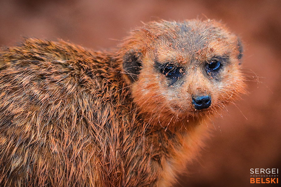 florida vacation family travel photographer sergei belski photo